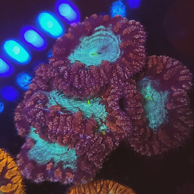 Pink & Teal Blasto Cluster