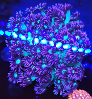 Frozen Goni frag