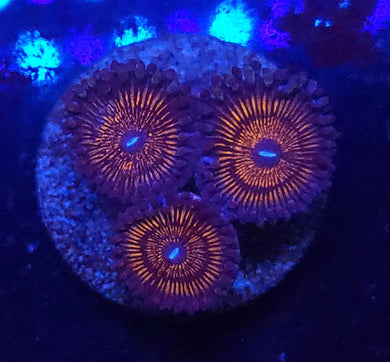 Pink Orchid Zoas