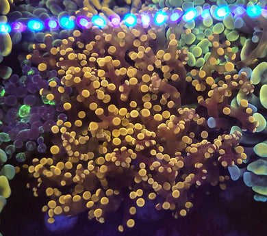 Pink Tip Frogspawn