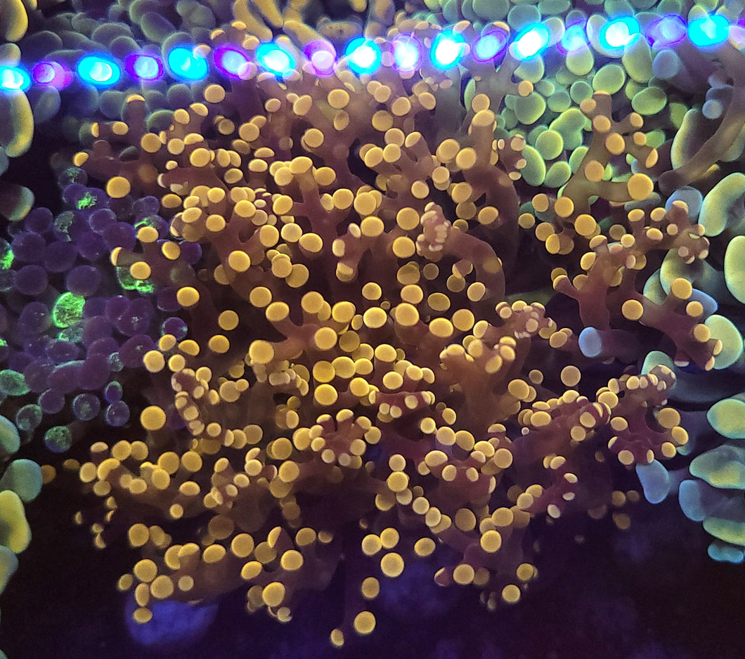 Pink Tip Frogspawn