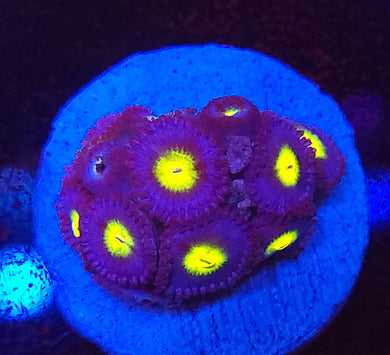 AOI Zoas