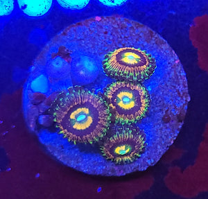 Rainbow Incinerator Zoas