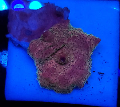 Pink Polka Dot Discoma Mushroom