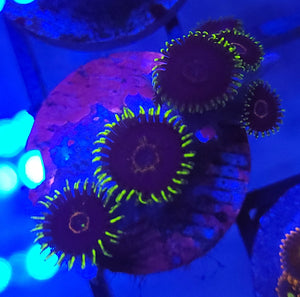 Purple Heart Zoas