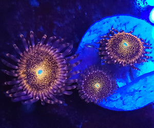 Pink Mohawk Zoas