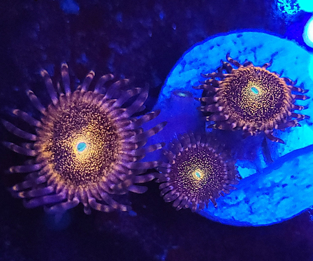 Pink Mohawk Zoas