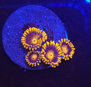 BamBam Zoas