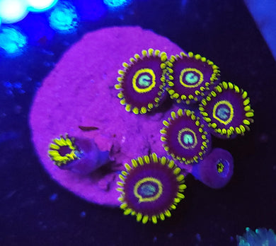 Frozen Hornet Zoas