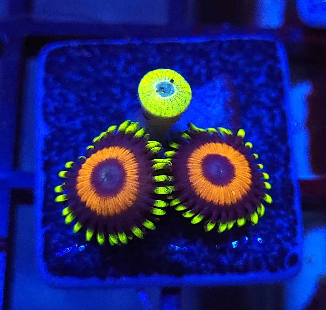 Eagle Eye Zoas
