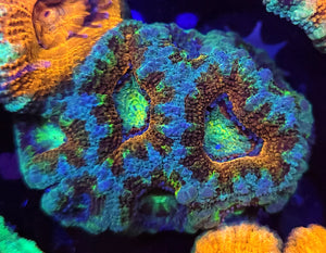 Frosted Rim Rainbow Acan Chunk