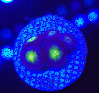 AOI Zoas