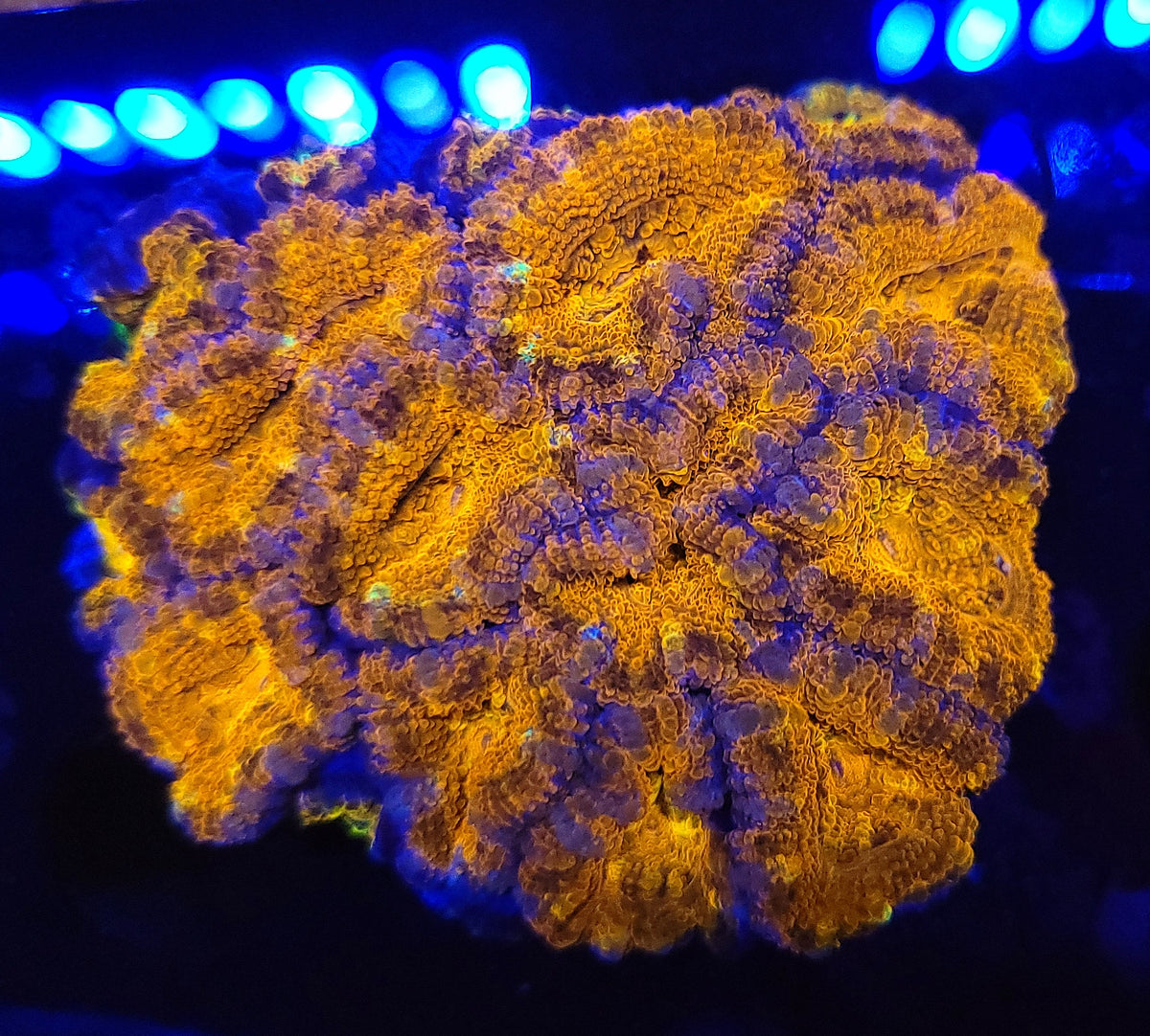 Blazing Rainbow Acan Colony – Savage Reef