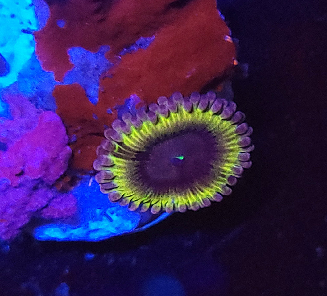 Pink Galaxy Zoa
