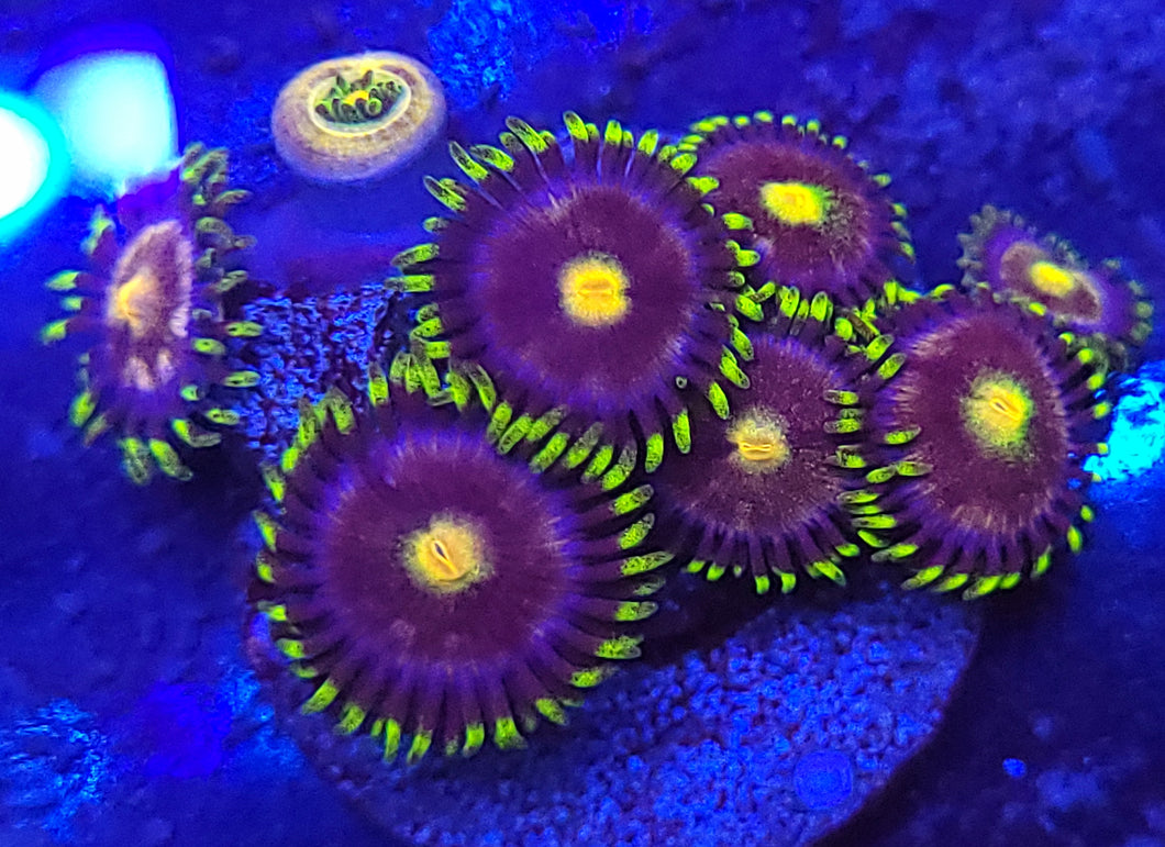 Ultra Blowpop Zoas