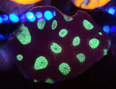 Alien Favia Colony