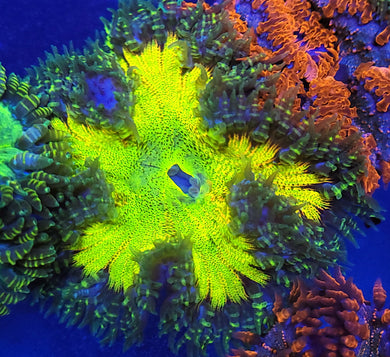 Rainbow Grail Rock Flower Anemone