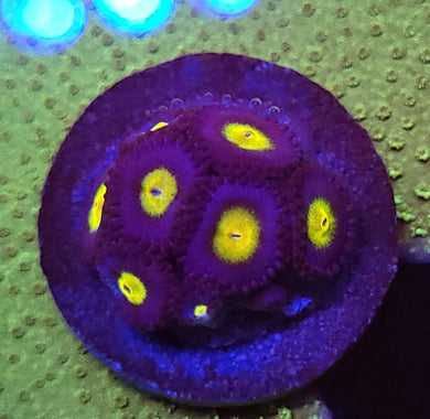 AOI Zoa frag 3-5polyps