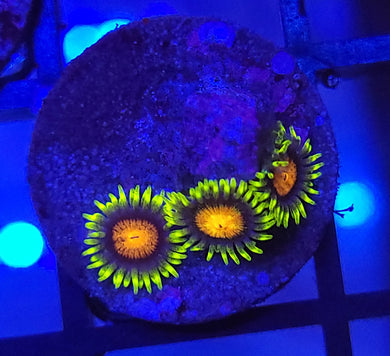 Hypercooler Zoas