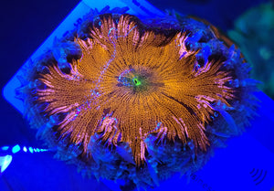 Frosted Rim Ultra Red Rock Flower Anemone