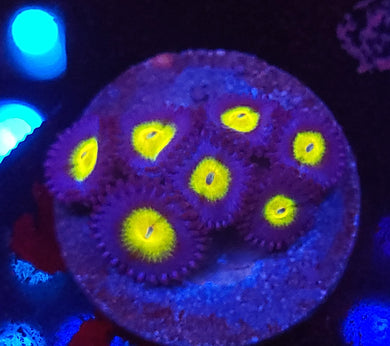 AOI Zoas
