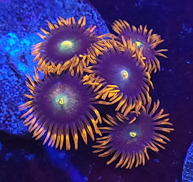 Punk Rocker Zoas