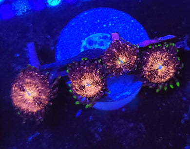 Pink Sakura Zoas