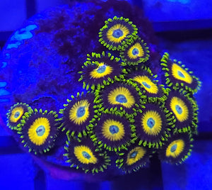 Scrambled Egg Zoa Chunk