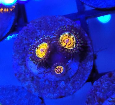 Pink Eclipse Zoas