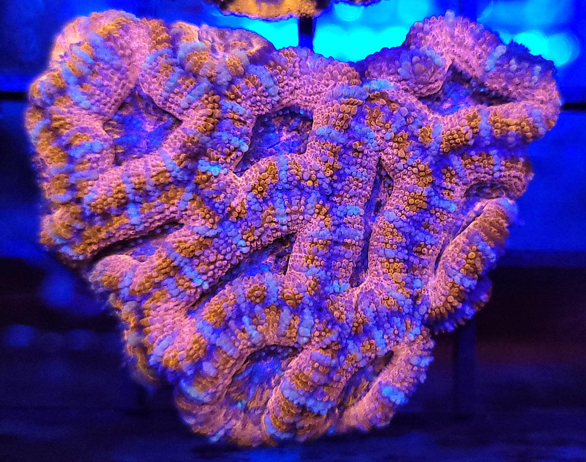 Hot Pink Swirl Acan Mini-Colony – Savage Reef