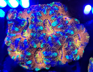 Fruit Loop Striped Rainbow Acan Frag (2-3head)