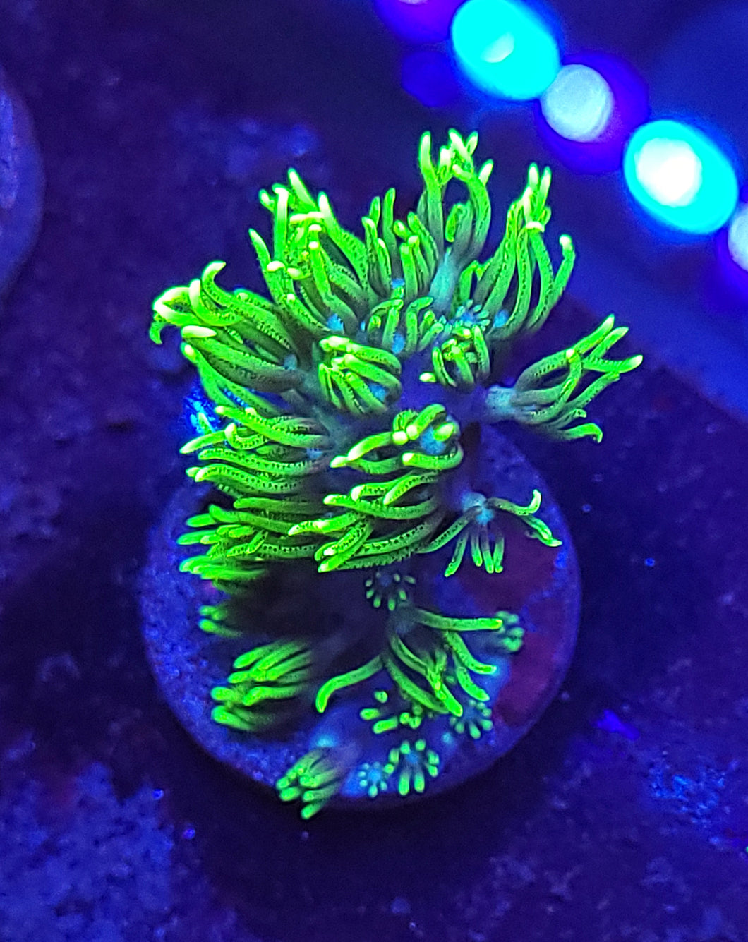 Branching Green Star Polyps