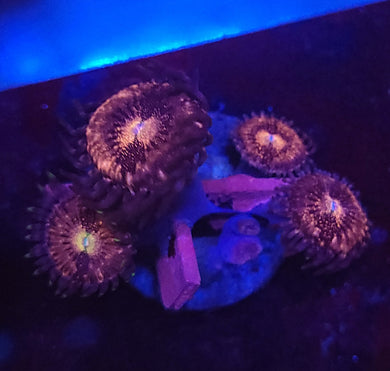 Pink Nirvana Zoas