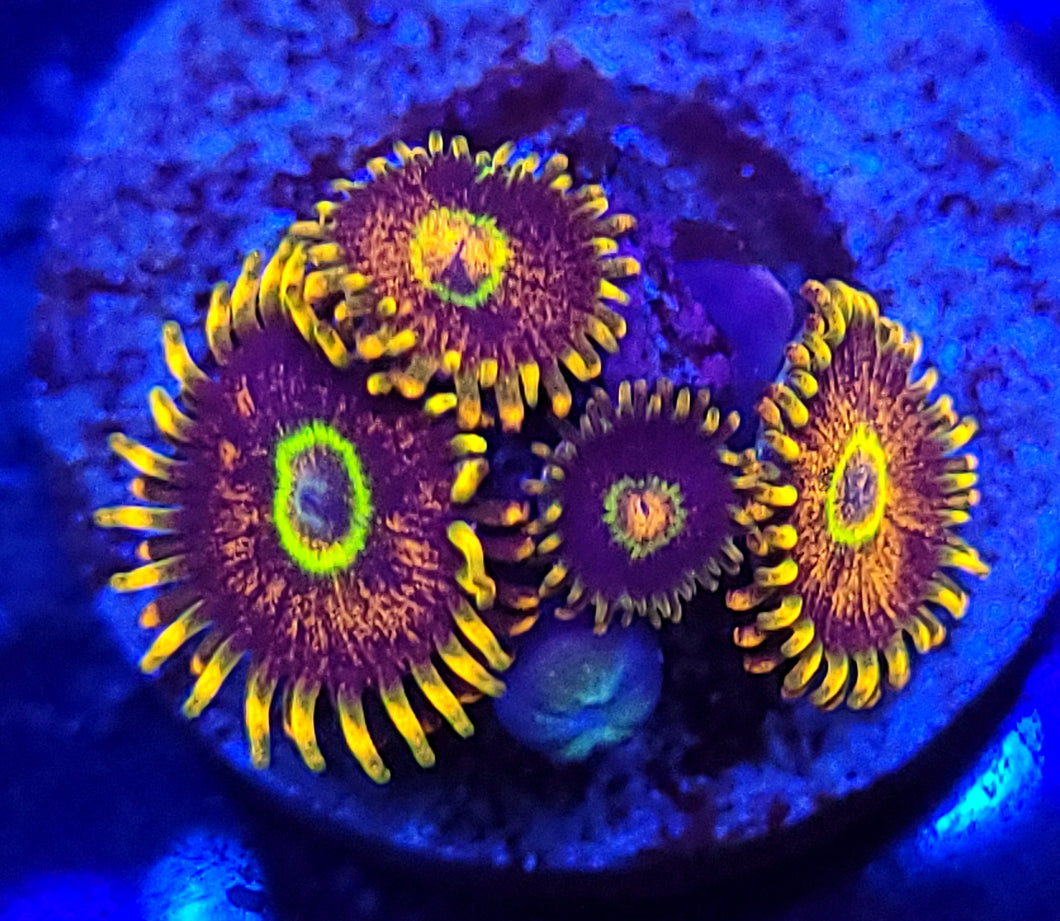 Flaming Hornet Zoas