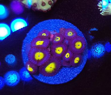 AOI Zoa frag 5-7p