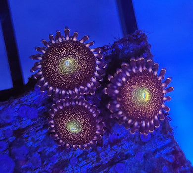 Pandora Zoas