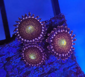 Pandora Zoas