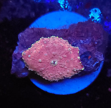Pink & Teal Discoma Mushroom