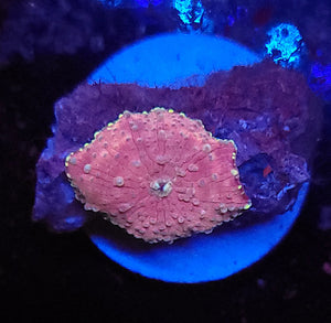 Pink & Teal Discoma Mushroom