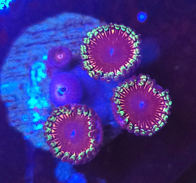 Pink Panther Zoas