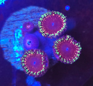 Pink Panther Zoas