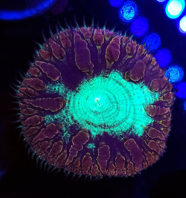 Pink & Teal Blasto