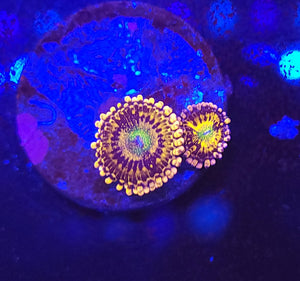 Alien AntiVenom Zoas