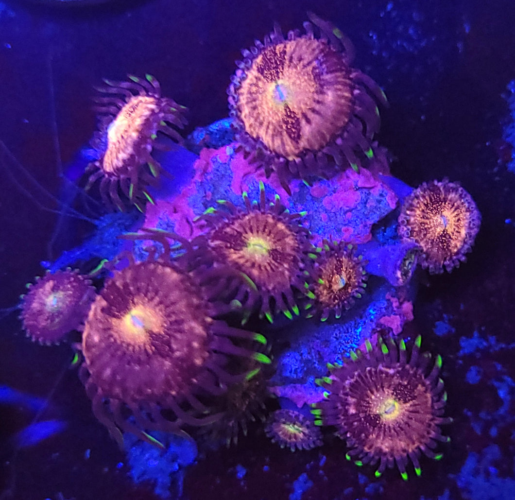 Pink Nirvana Zoas