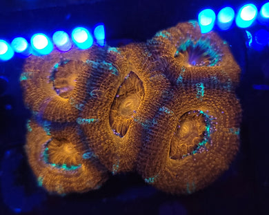 Frosty Tip Orange Acan Chunk