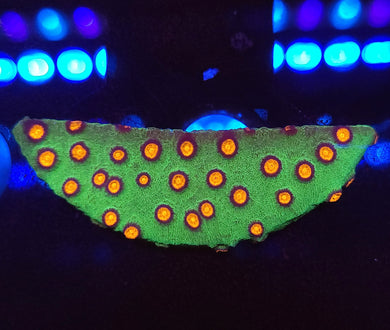 Alien Pox Cyphastrea Chunk