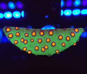 Alien Pox Cyphastrea Chunk