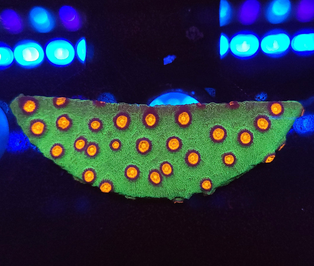Alien Pox Cyphastrea Chunk