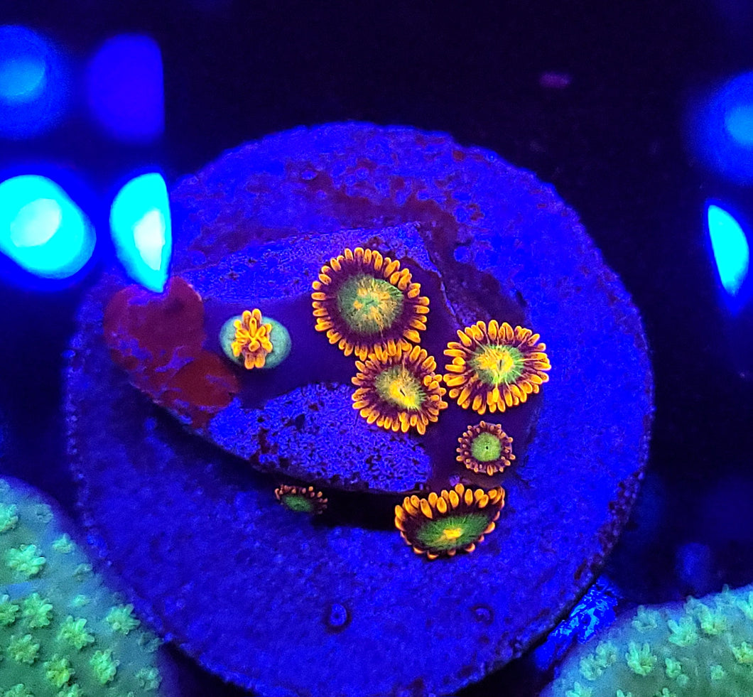 Goblins On Fire Zoas