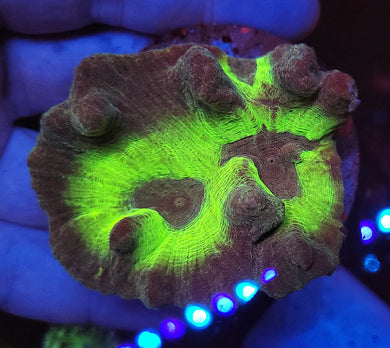 Pectinia Colony